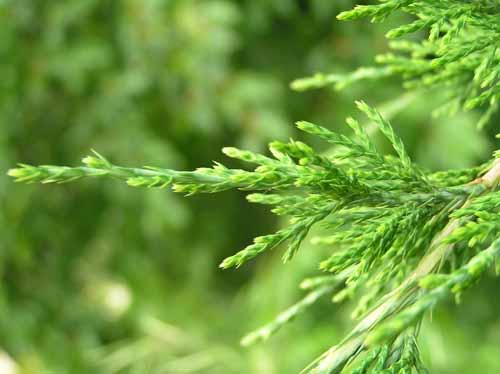 Leaves of an Eastern Redcedar tree.
