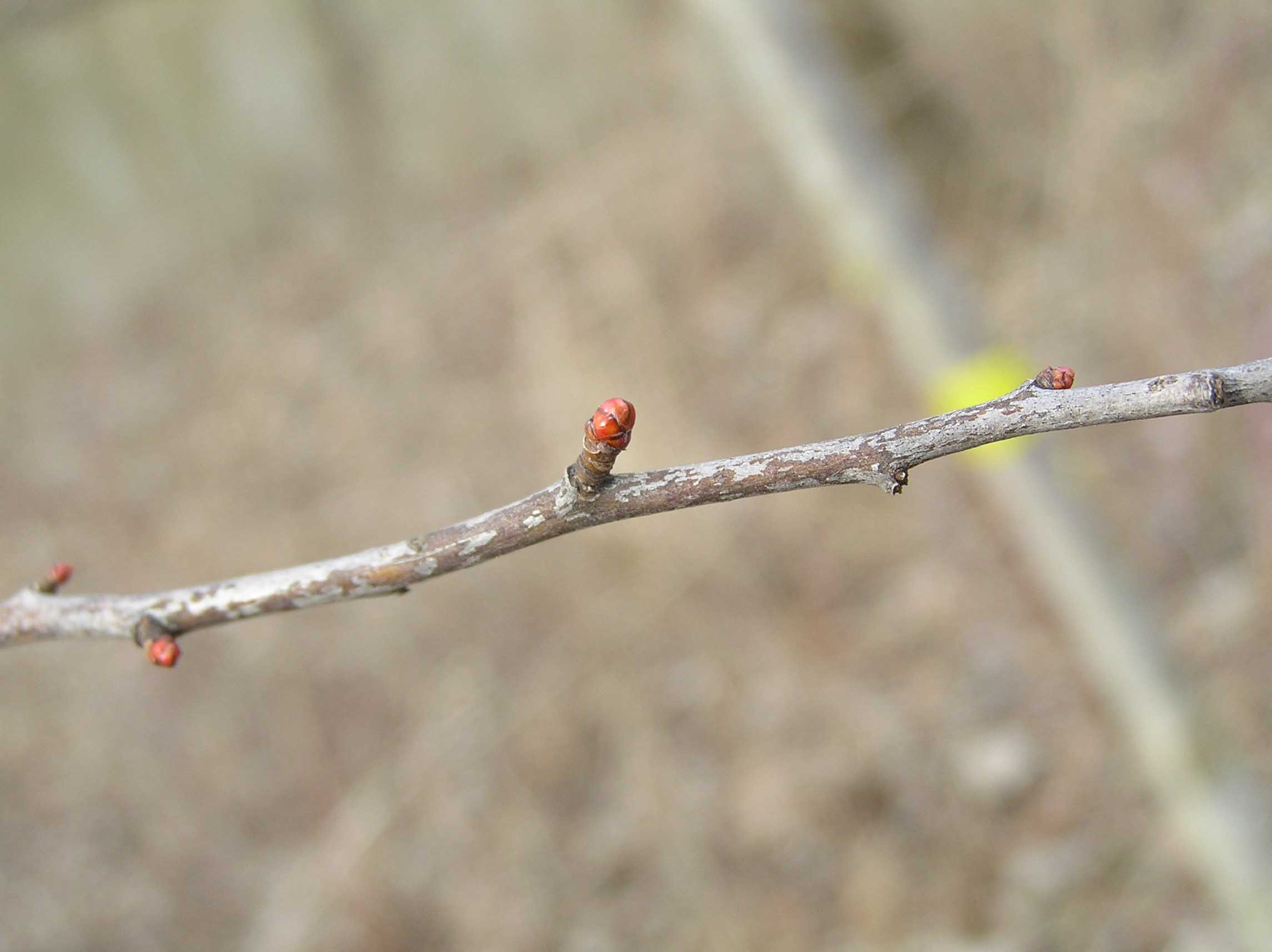 Green Hawthorn Purdue Fort Wayne