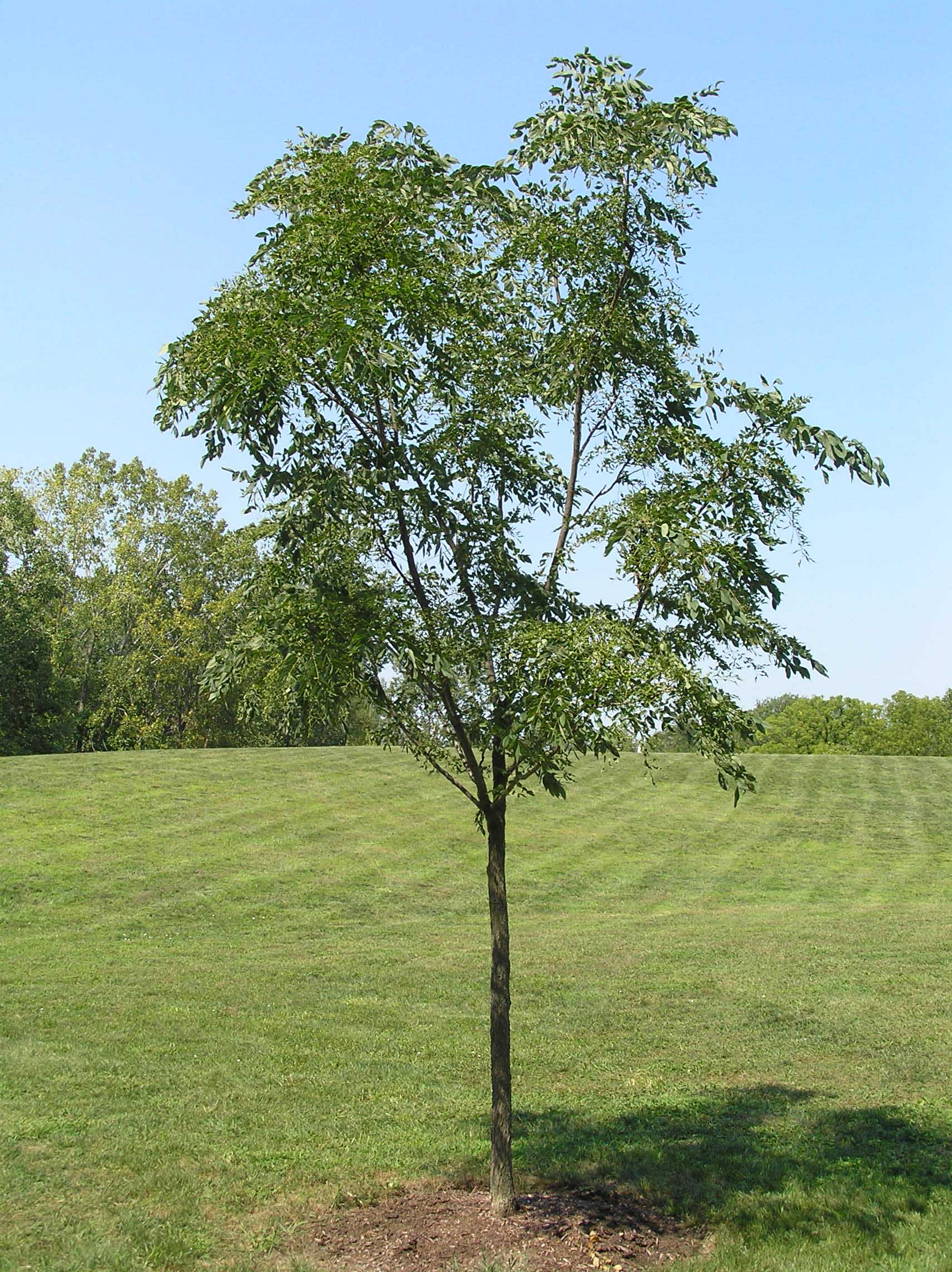 Kentucky Coffeetree - Native Trees of Indiana - Purdue Fort Wayne