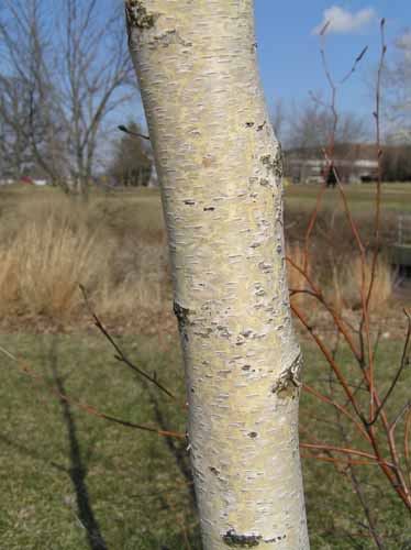 Bark of a Gray Birch tree.
