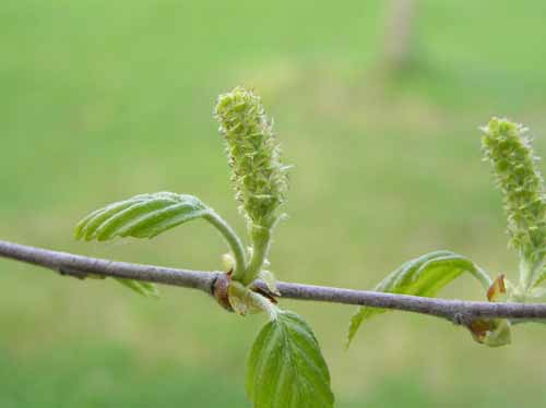 Flowers of a Gray Birch tree.