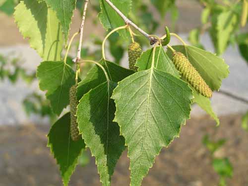 Fruit of a Grey Birch tree.