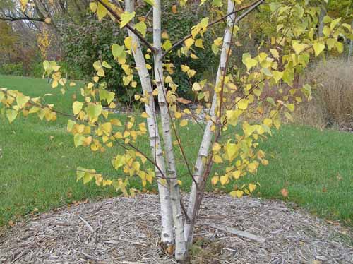 A Gray Birch tree in its habitat.