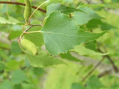 Leaves of a Gray Birch tree.
