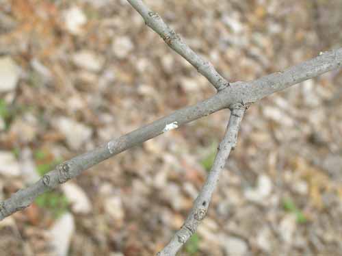 Branches of a Green Ash tree.