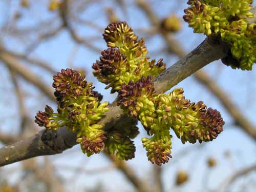 Flowers of a Green Ash tree.