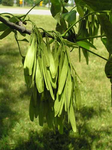 Fruit of a Green Ash tree.