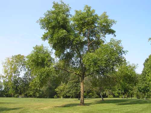 A Green Ash tree in its habitat.