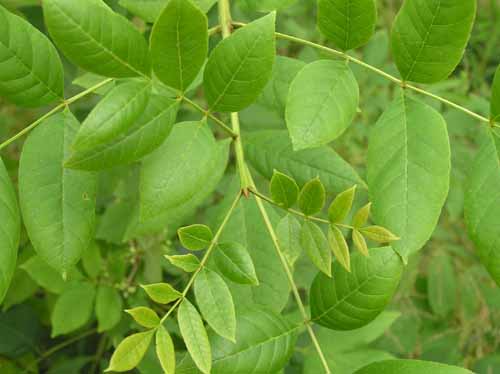 Leaves of a Green Ash tree.