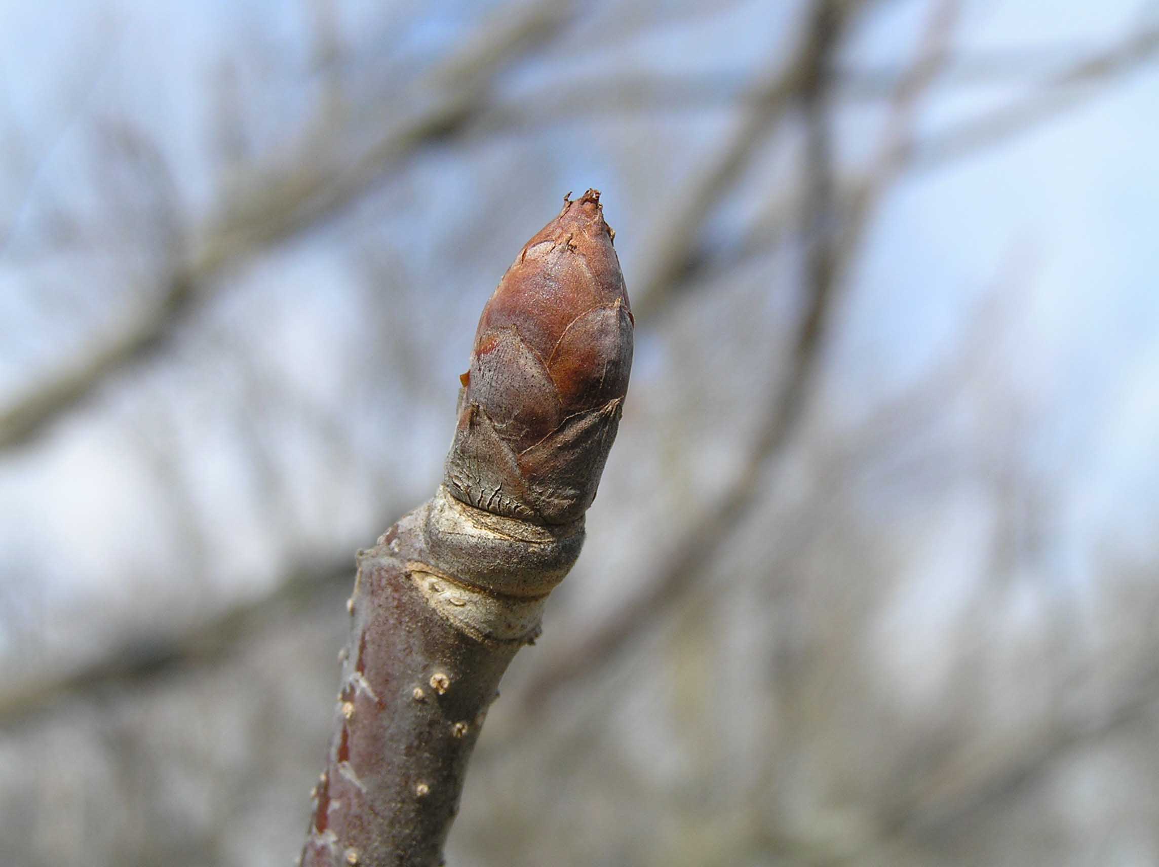 Ohio Buckeye Purdue Fort Wayne