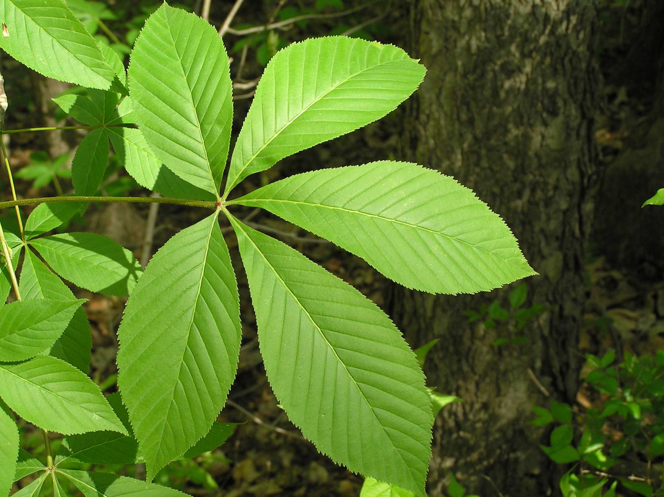 Ohio Buckeye Tree Scientific Name