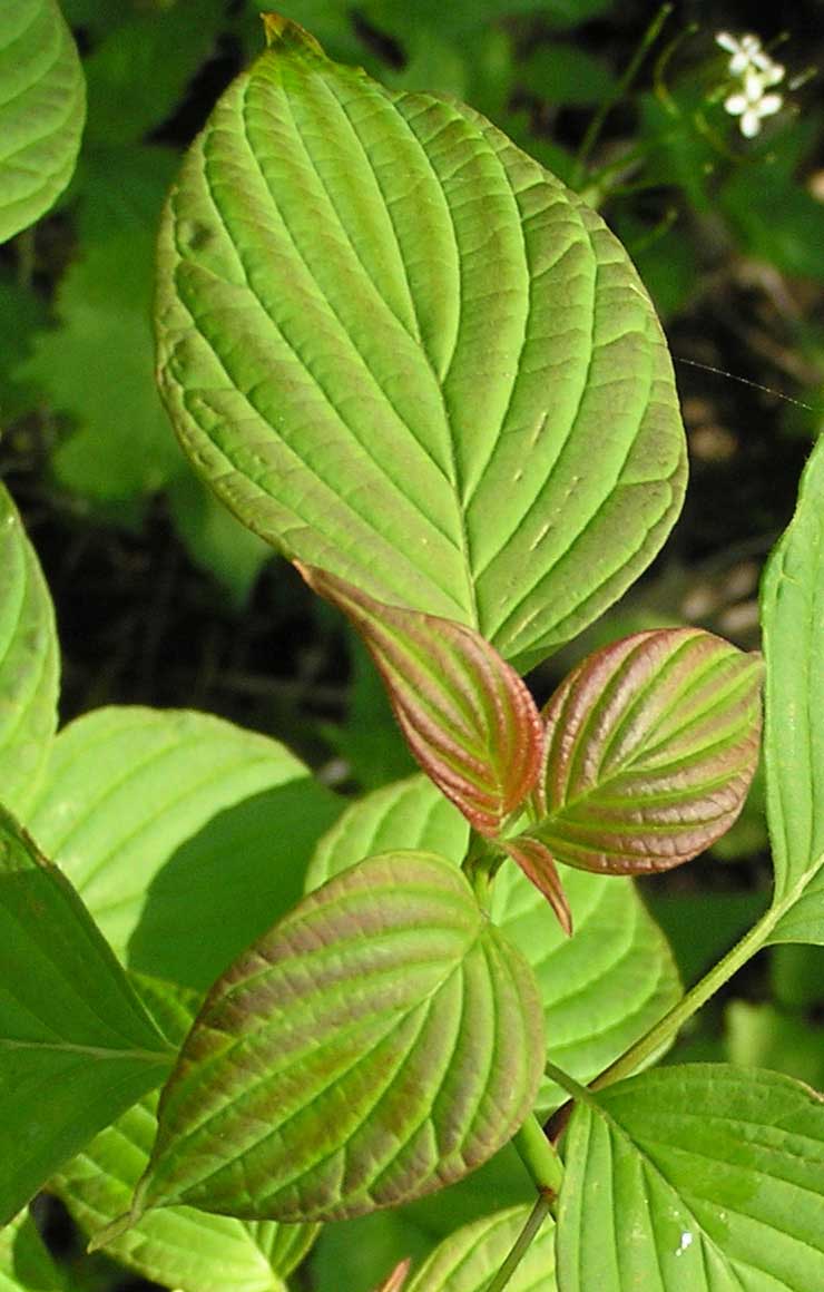 Pagoda Dogwood - - Purdue Fort Wayne