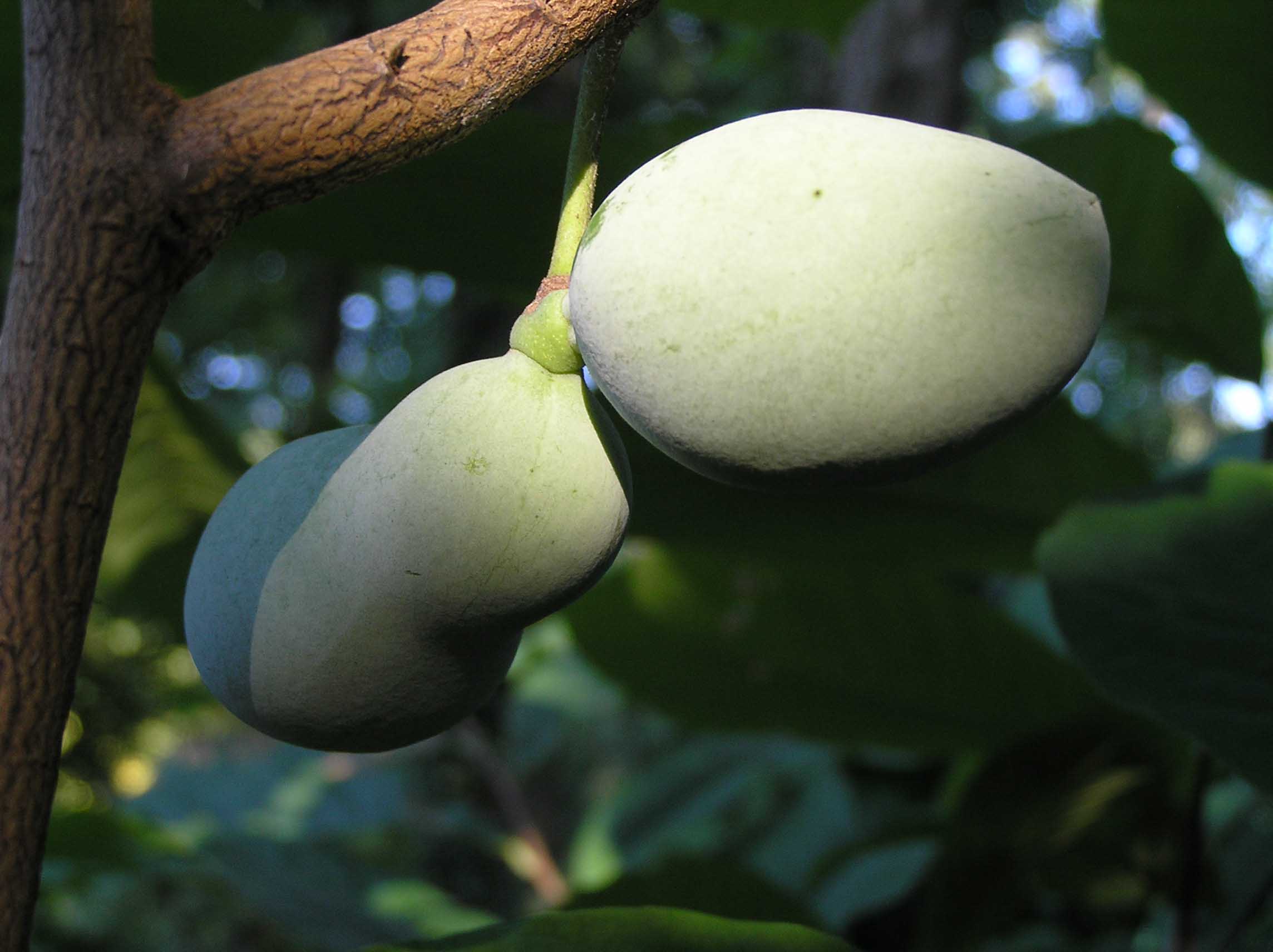 Pawpaw Purdue Fort Wayne