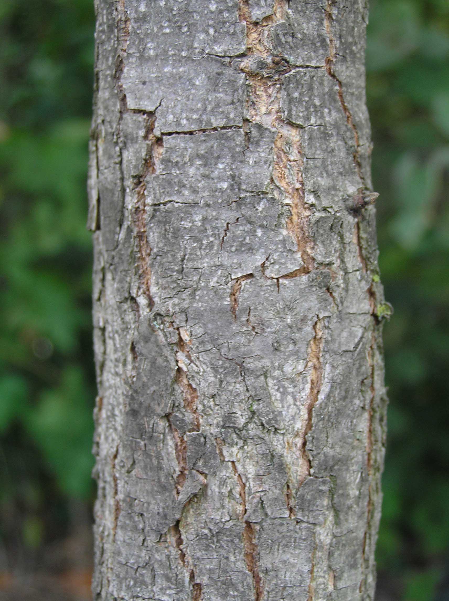 Pecan - - Purdue Fort Wayne