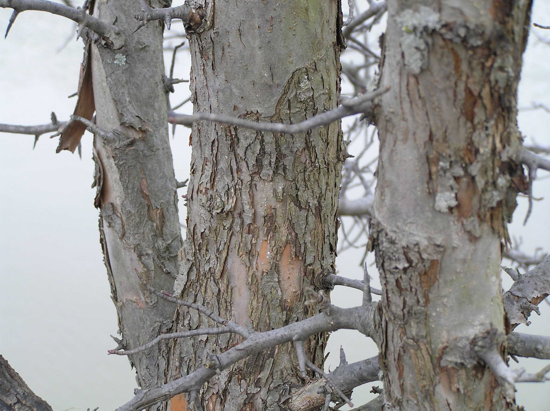 Crabapple Tree Bark