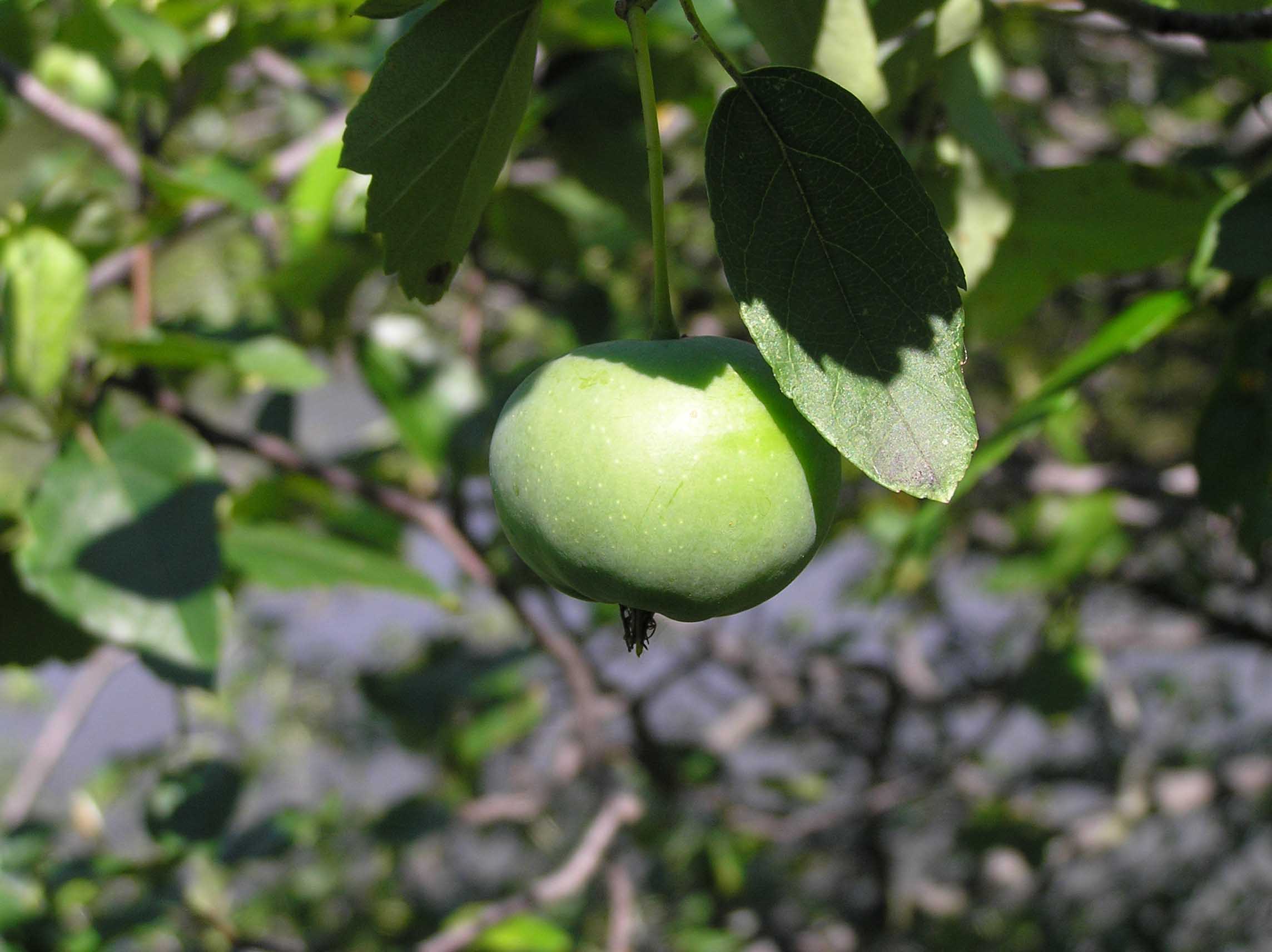 prairie crabapple fruit