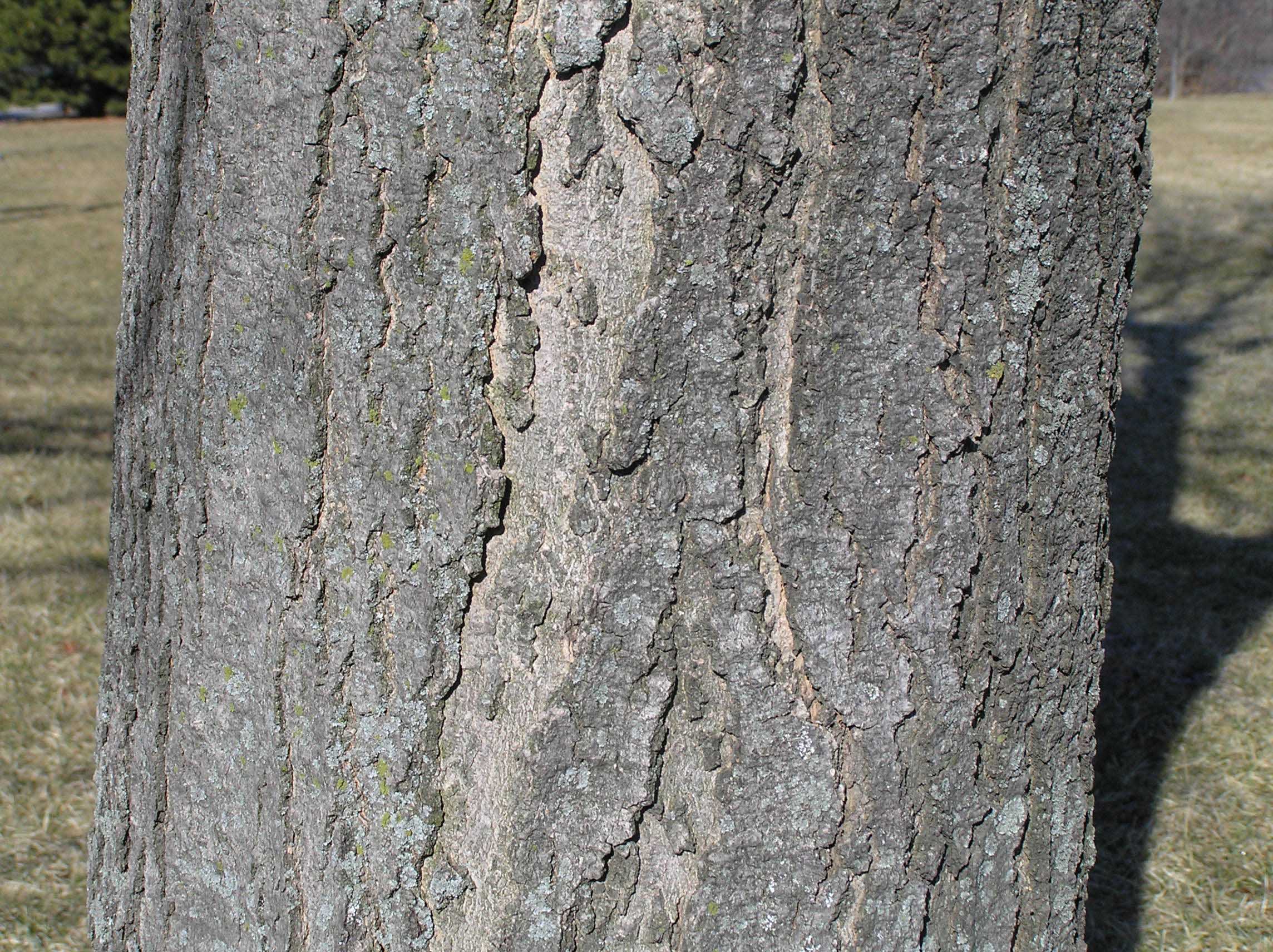 Red Maple - Native Trees of Indiana - Purdue Fort Wayne