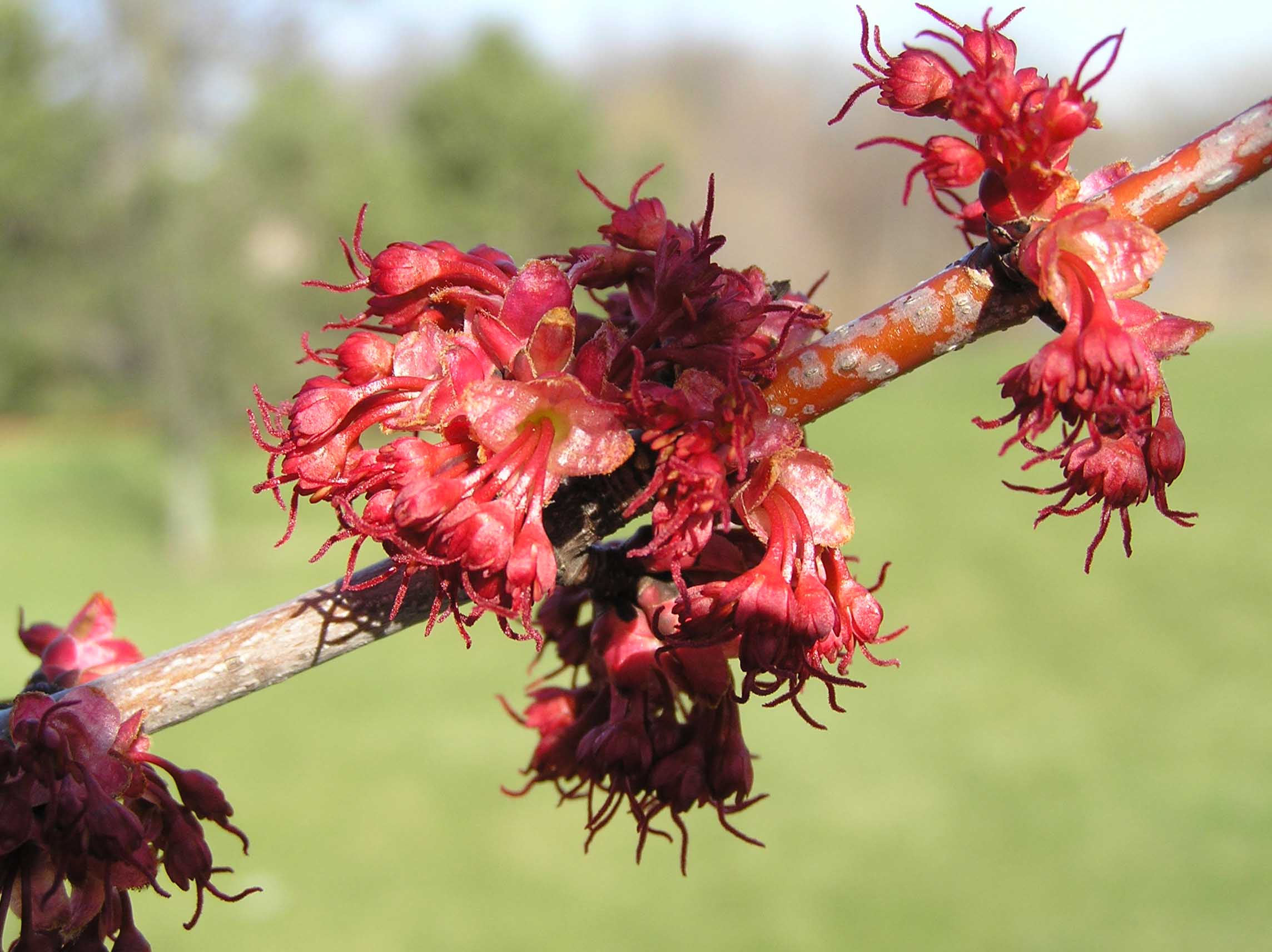 Red Maple - Native Trees of Indiana - Purdue Fort Wayne