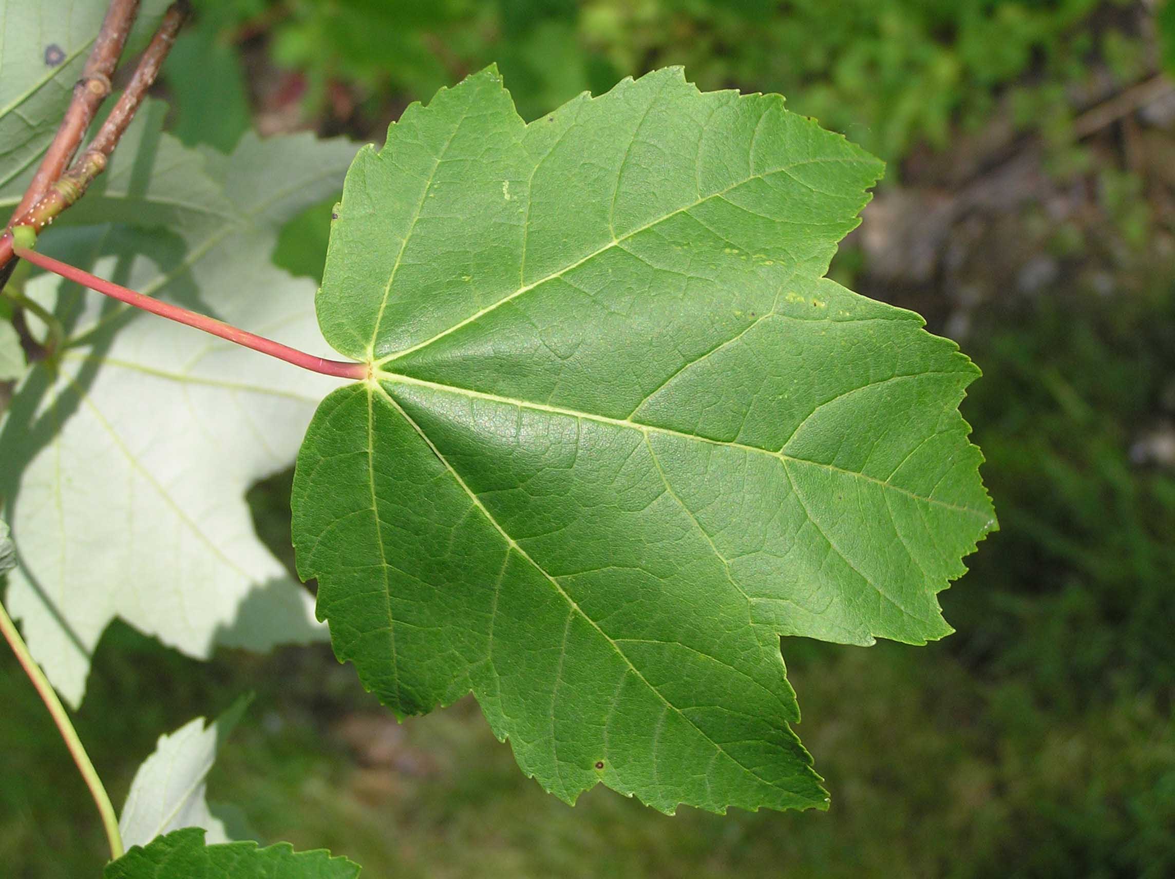 Red Maple - - Purdue Fort Wayne