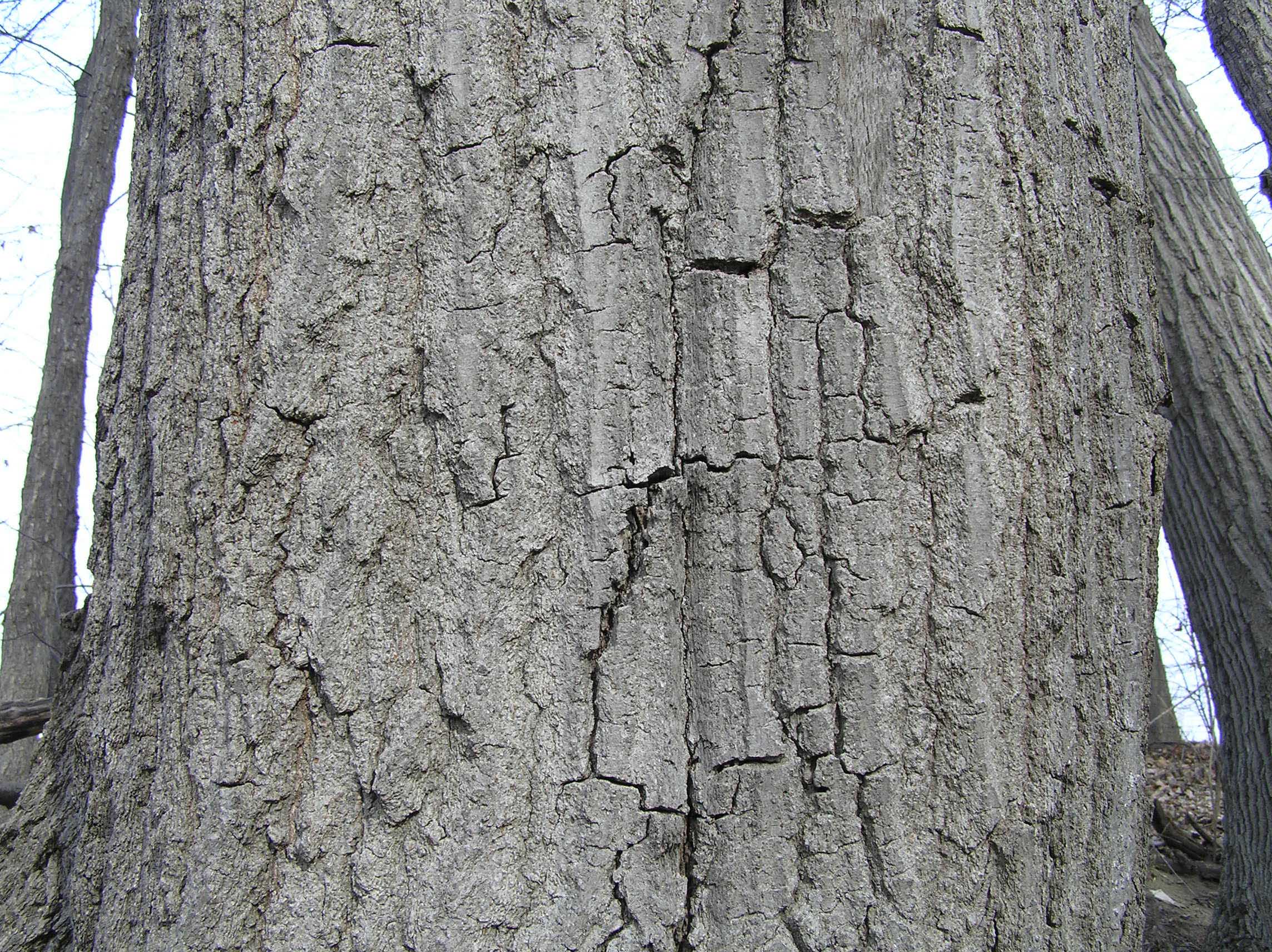 red oak tree bark