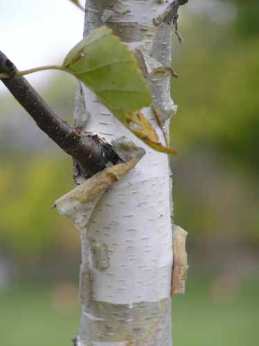 Bark of a Paper Birch tree.