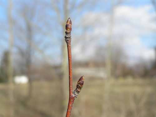 Bud of a Paper Birch tree.