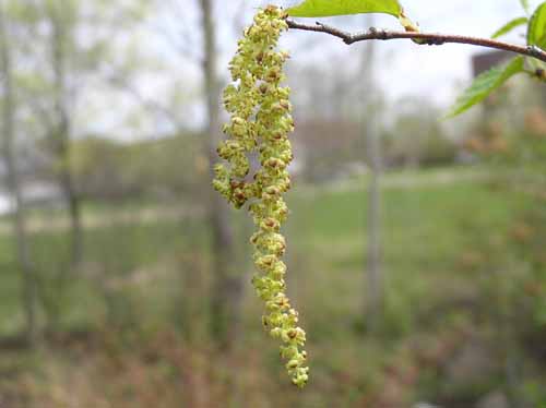 Flowers of a Paper Birch tree.