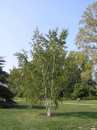 A Paper Birch tree in its habitat.