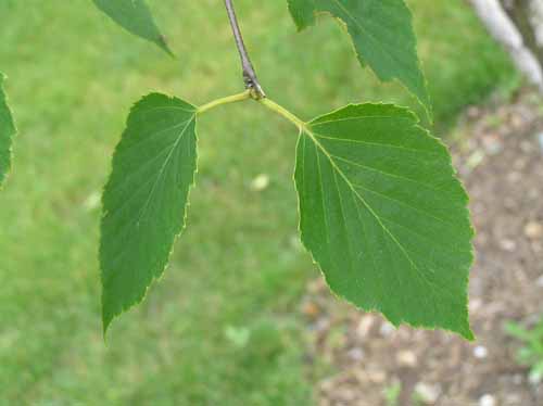 Leaves of a Paper Birch tree.
