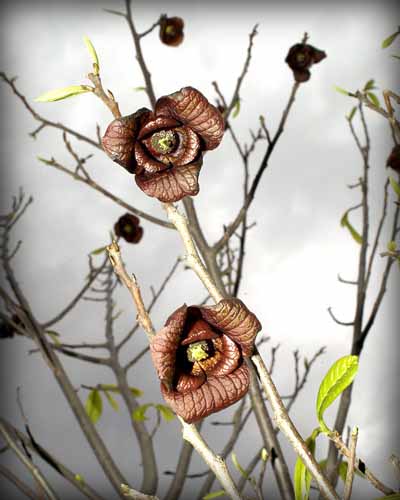 Pawpaw - - Purdue Fort Wayne