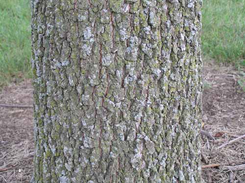 Bark of a Persimmon tree.