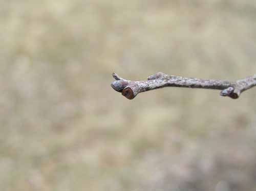 Bud of a Persimmon tree.