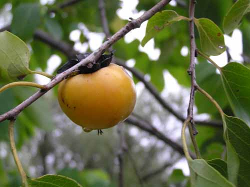 Fruit of a Persimmon tree.