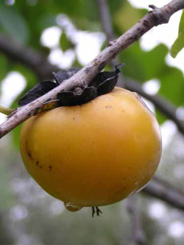 Fruit of a Persimmon tree.
