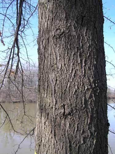 Bark of a Pin Oak tree.