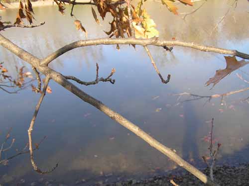 Branch of a Pin Oak tree.
