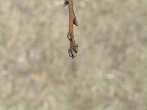 Bud of a Pin Oak tree.