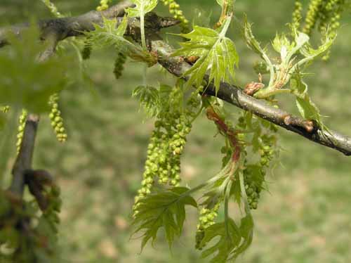 Flowers of a Pin Oak tree.