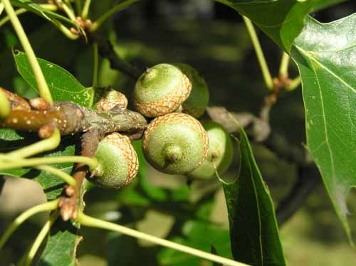 Fruit of a Pin Oak tree.