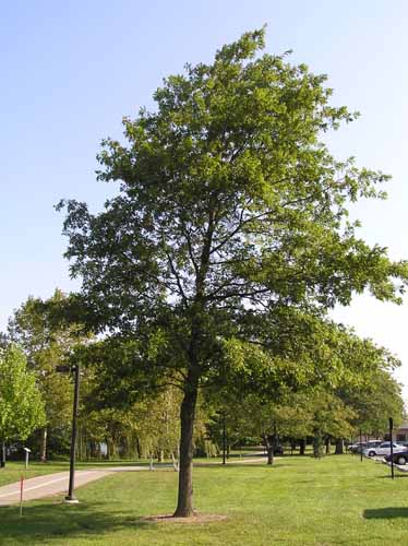 A Pin Oak tree in its habitat.
