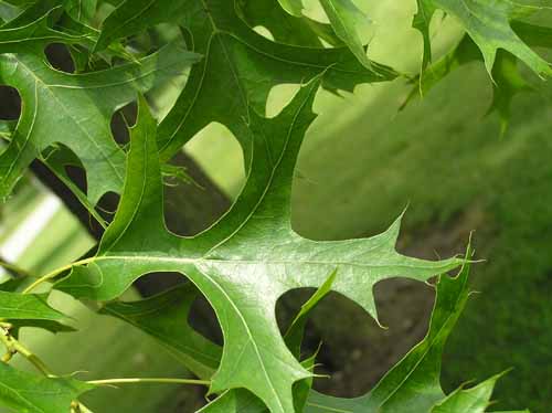 Leaves of a Pin Oak tree.
