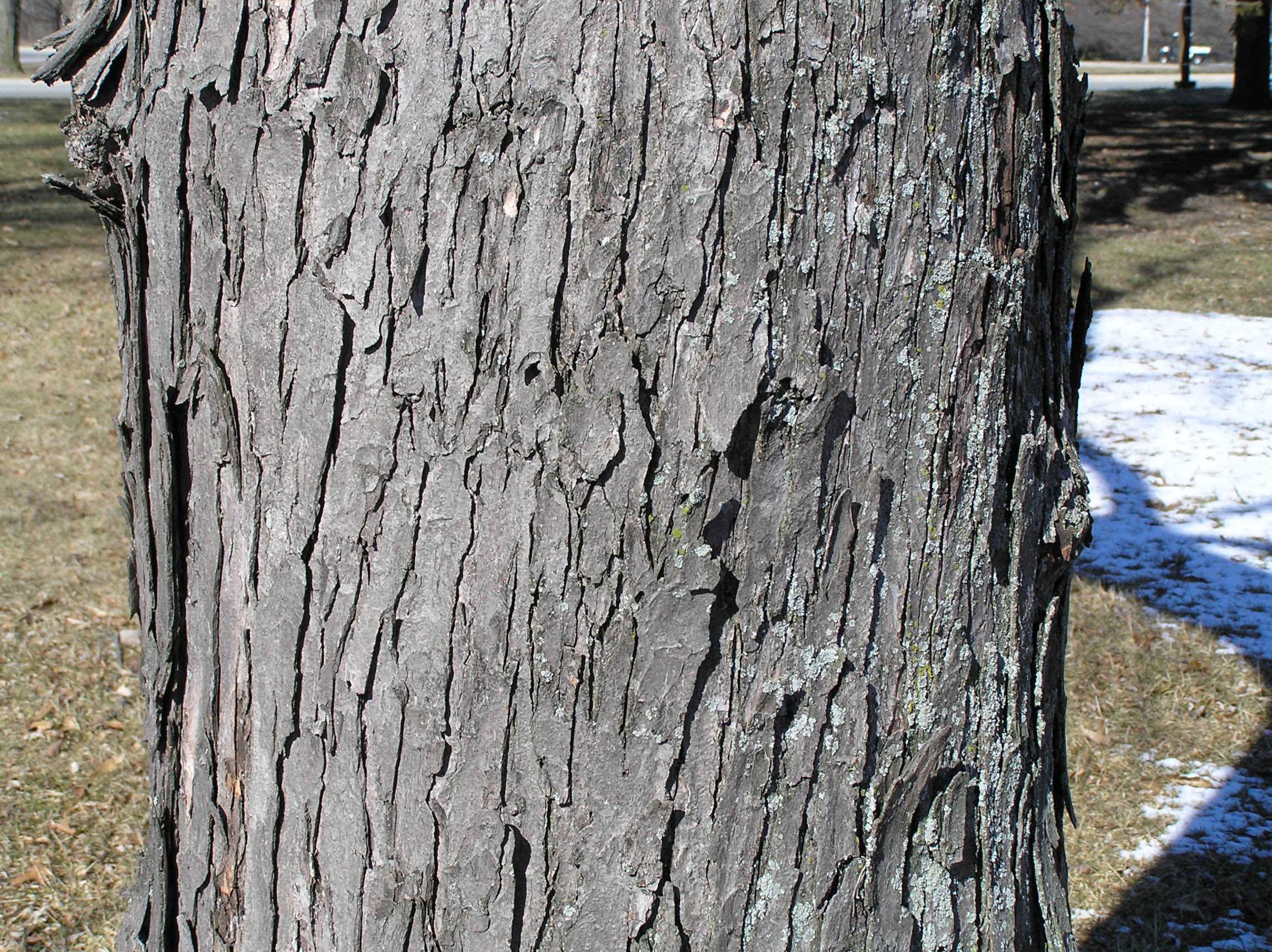 Silver Maple Purdue Fort Wayne