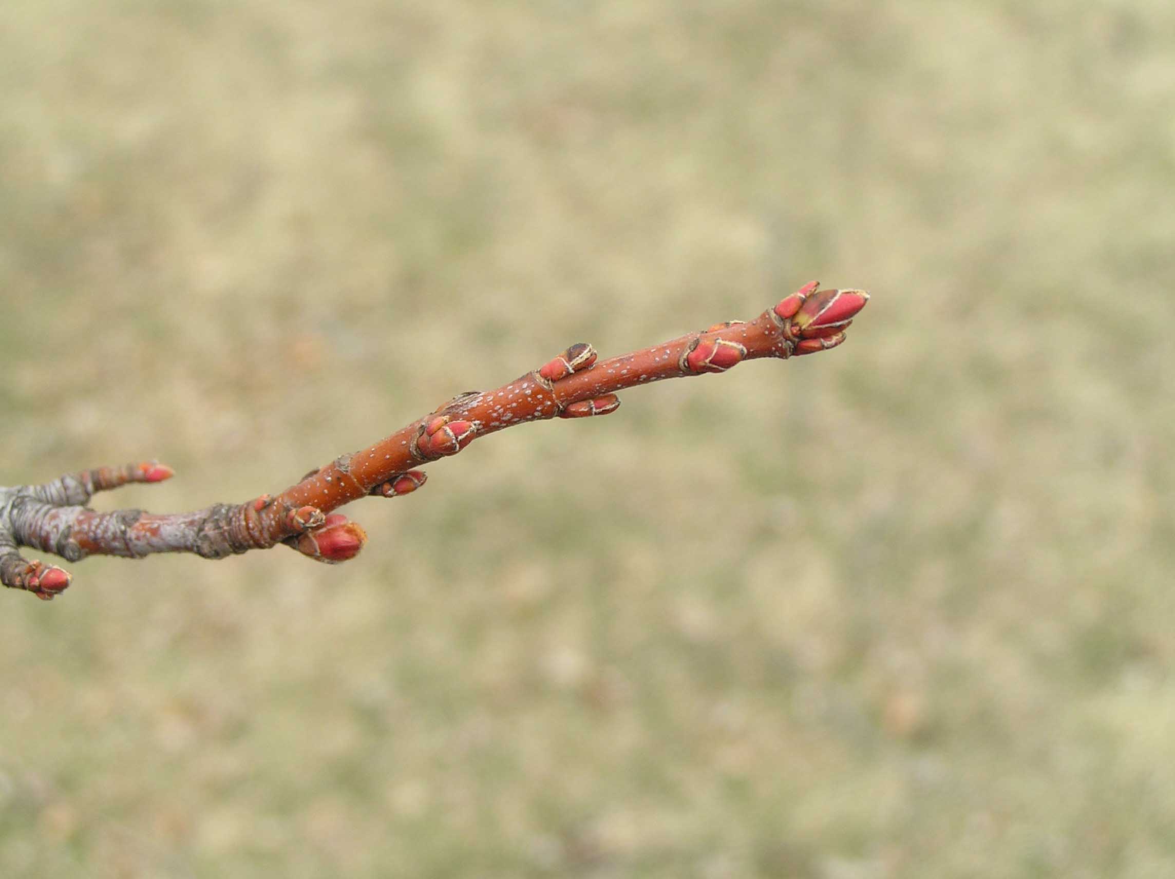 Silver Maple Tree Buds