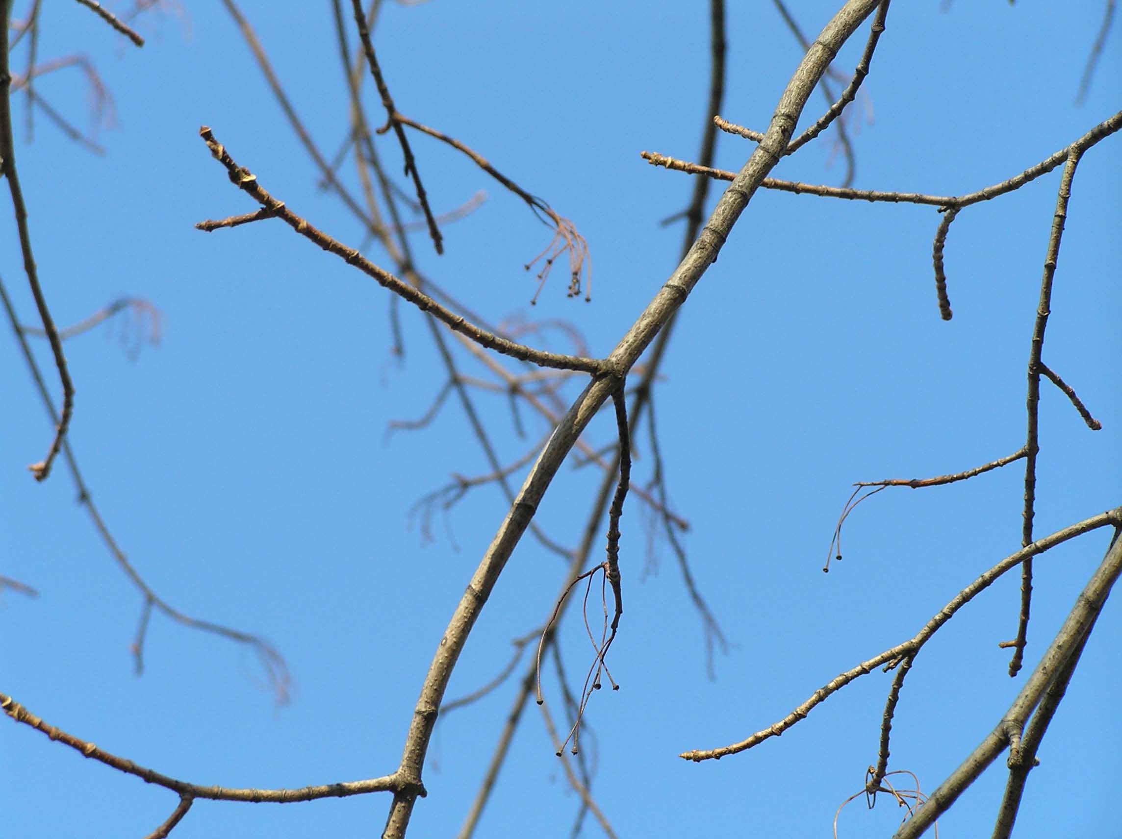 Sugar Maple - - Purdue Fort Wayne