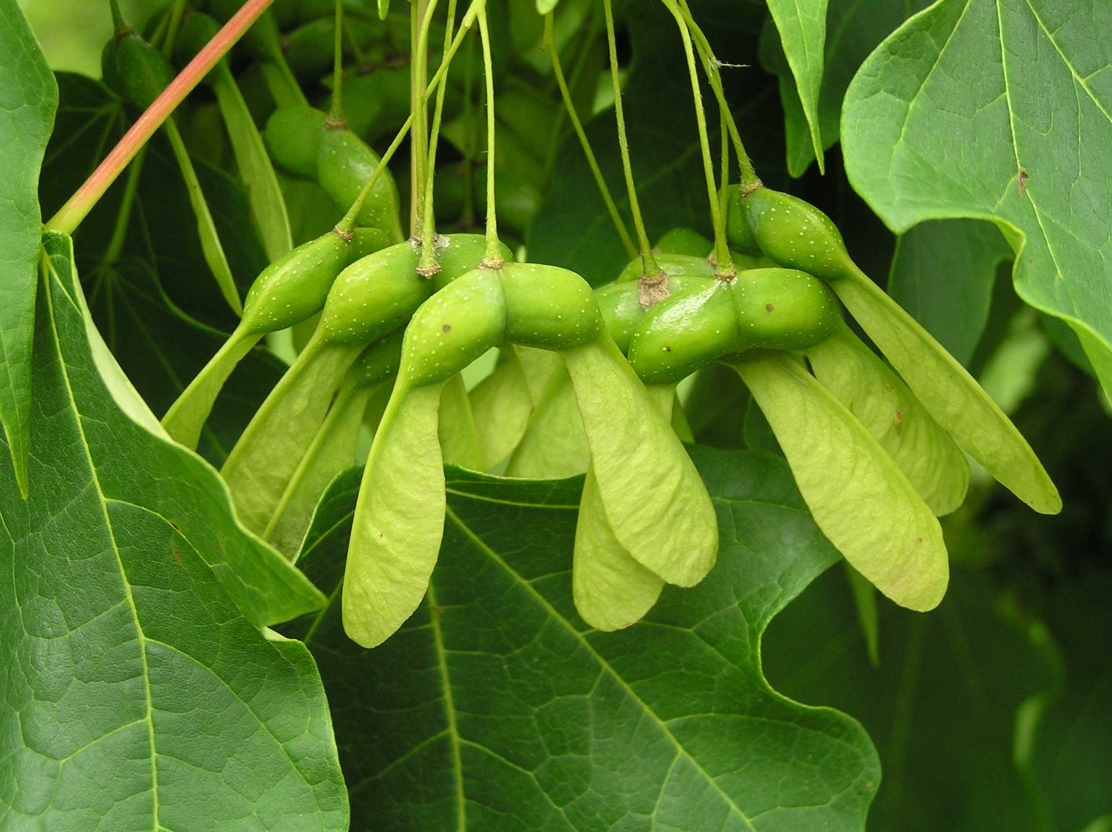 maple tree fruit