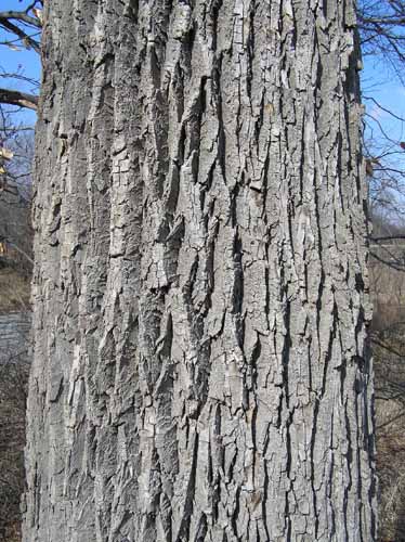 Bark of a White Ash tree.