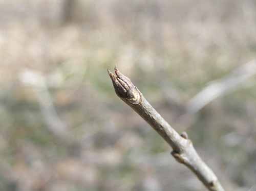 Bud of a White Ash tree.