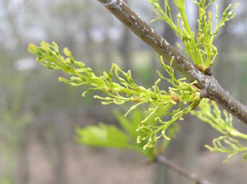 Flowers of a White Ash tree.