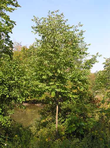 A White Ash tree in its habitat.