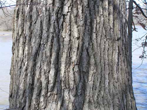 Bark of a White Oak tree.
